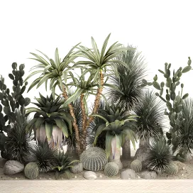 Collection of tropical desert plants